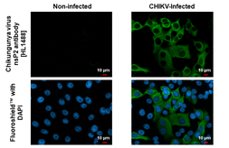 Anti-Chikungunya virus E1 antibody used in Immunocytochemistry/ Immunofluorescence (ICC/IF). GTX135187
